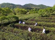 粽子配茶更健康 农家自产安吉白茶 浙江湖州安吉茶农自产原生态不打药安吉白茶